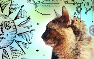 The magic of Tortie cats & the Carey cat legend
